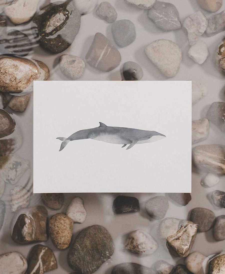 Postkarte "Seiwal"